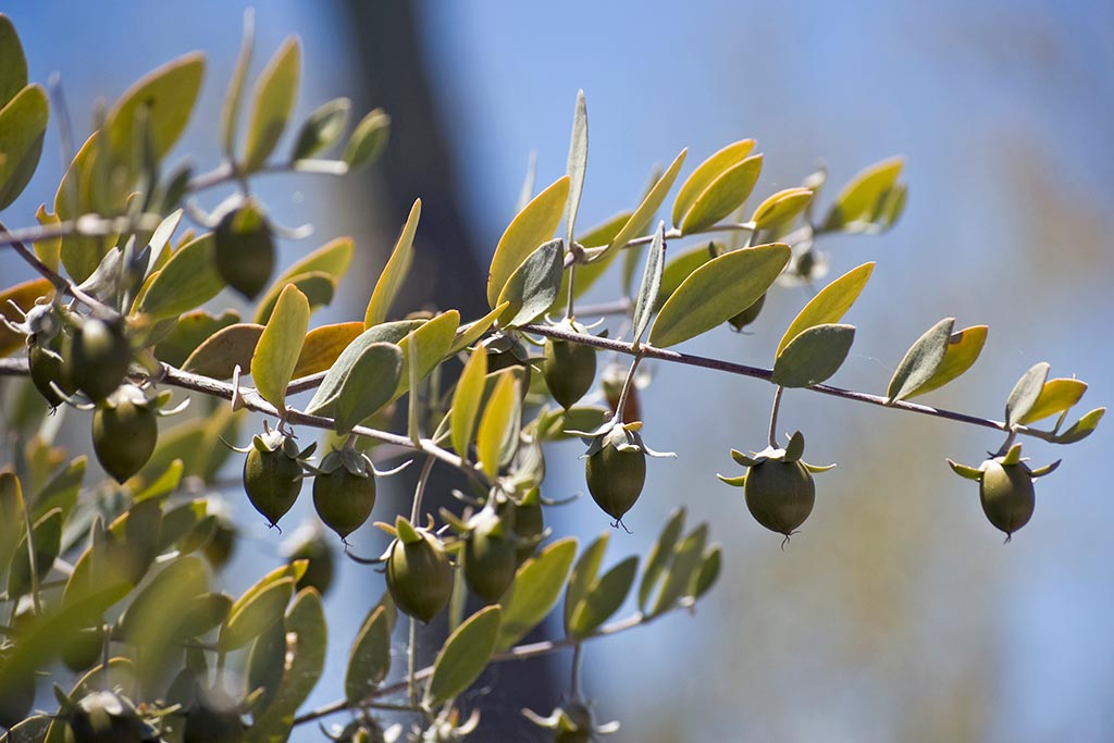 Jojoba Oil